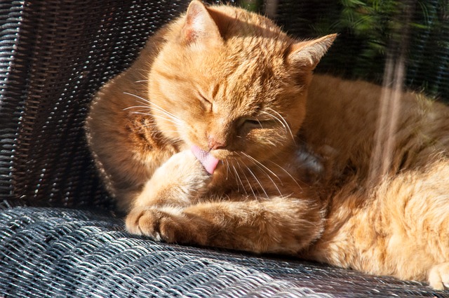 cat-238323_640