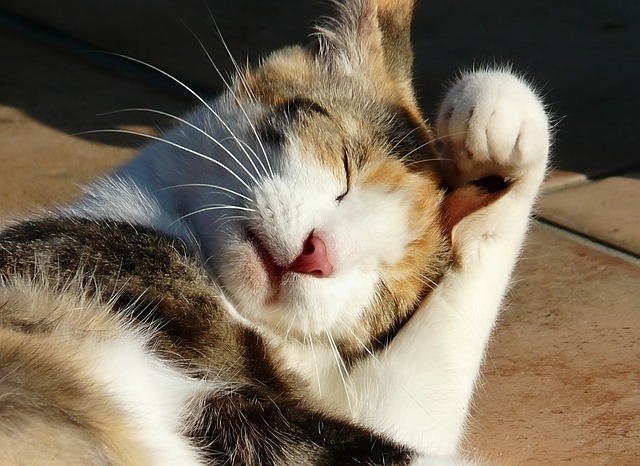 cat-504549_640