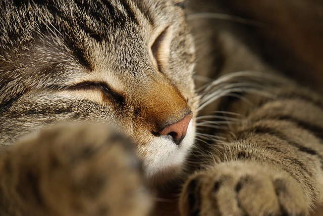 cat-735818_640