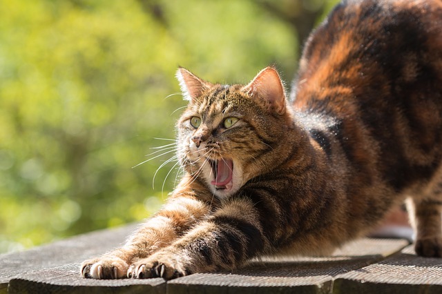 cat-814952_640