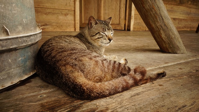 cat-816431_640