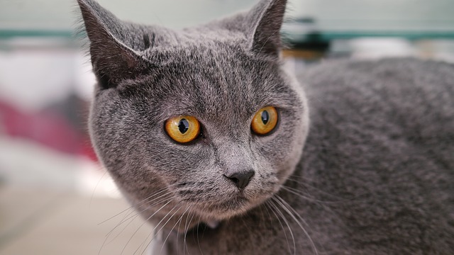 cat-mia-703414_640