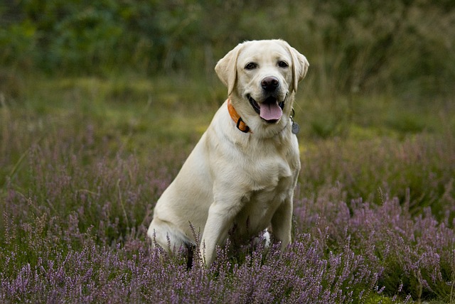 labrador-805863_640