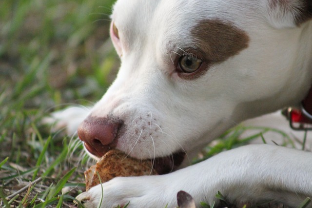 pet-314022_640