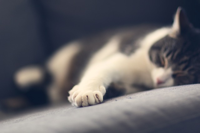 animal-653446_640