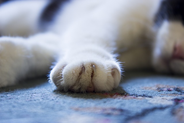 cat-429192_640